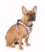 Imagem de FUZZYARD | Step-In Harness Go Nuts