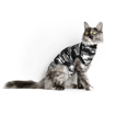 Imagem de SUITICAL Cat | Recovery Suit® - Fato de Recuperação pós Cirurgico