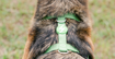 Imagem de DASHI | Arnês Verde