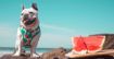 Imagem de DASHI | Peitoral ECO Breeze