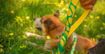 Imagem de DASHI | Trela ECO Rio