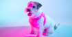 Imagem de DASHI | Peitoral Neon Oxy Mesh Pink
