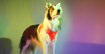 Imagem de DASHI | Peitoral Neon Oxy Mesh Orange