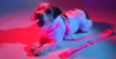 Imagem de DASHI | Trela Neon Pink