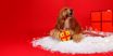 Imagem de DASHI | Xmas Plush Toy Gifty